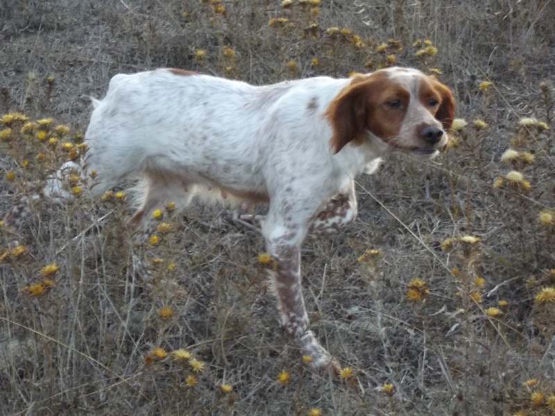 CH. TR. Filetta Di Monte Stretti